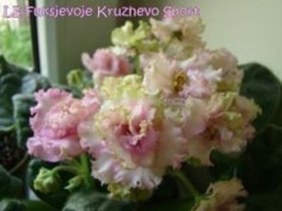  - LE Fuksijevoje Kruzevo sport