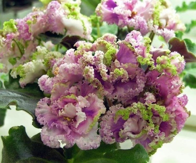  - LE Fuksijevoje Kruzevo sport