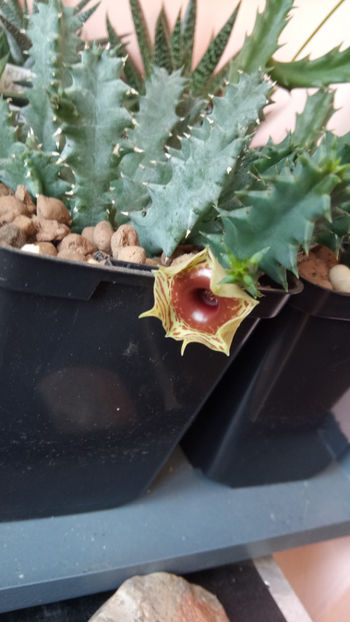 02.06.2019 - Huernia zebrina