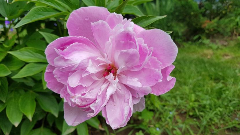 Sa fie Fancy Nancy ? - 2019 Bujori