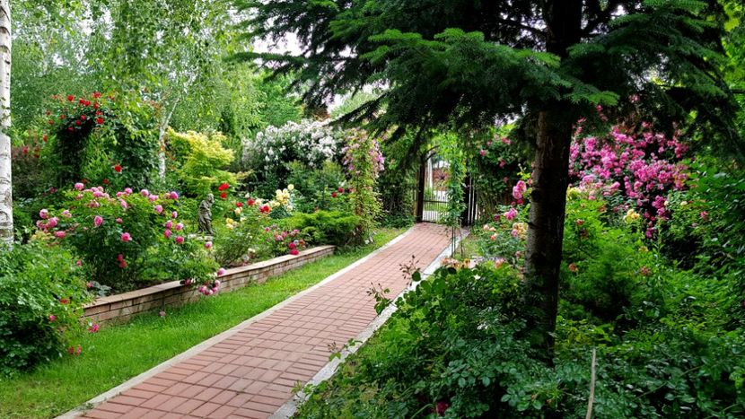  - 2019 Gradina Rozelor