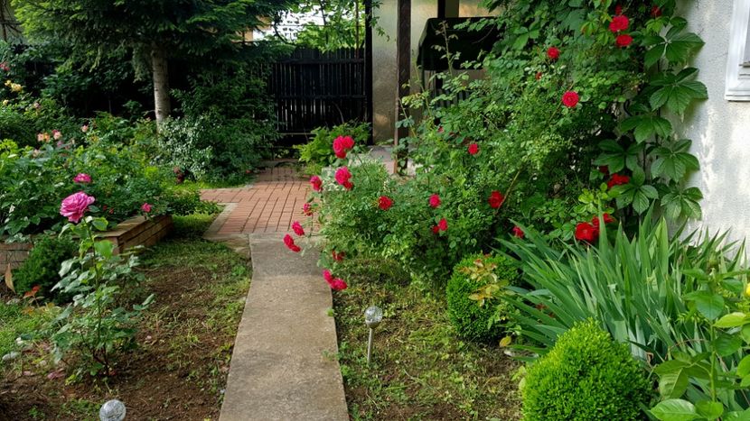  - 2019 Gradina Rozelor