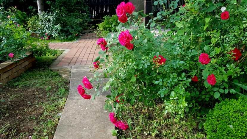  - 2019 Gradina Rozelor