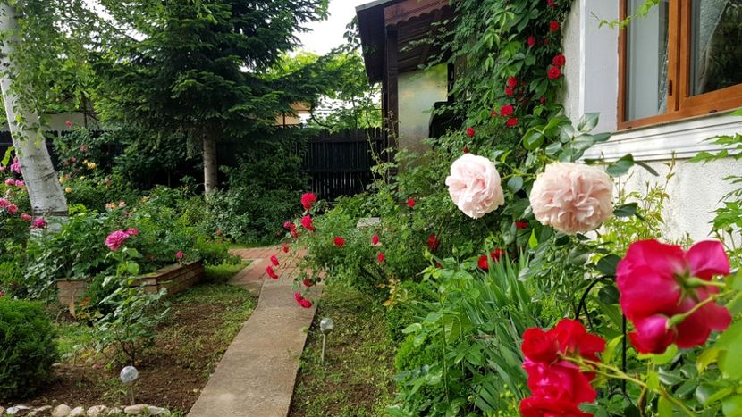  - 2019 Gradina Rozelor