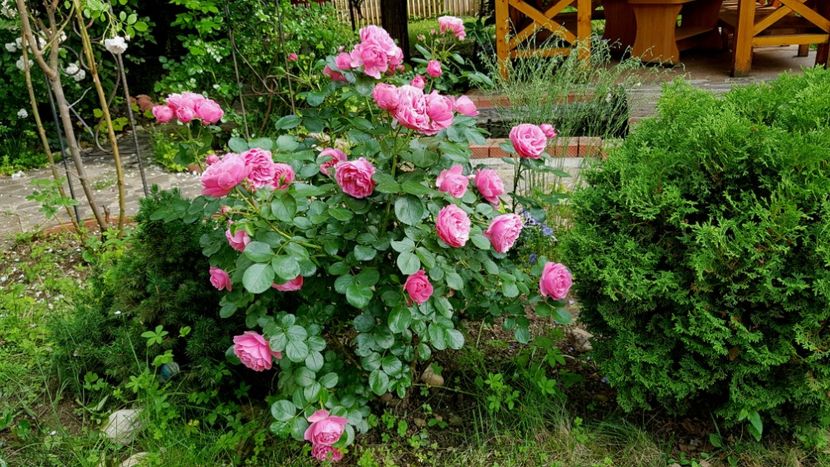  - 2019 Gradina Rozelor