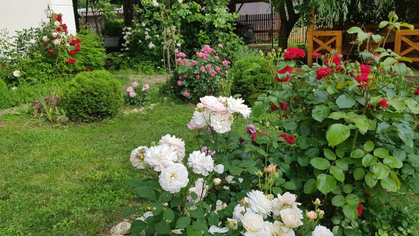  - 2019 Gradina Rozelor