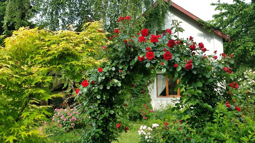  - 2019 Gradina Rozelor