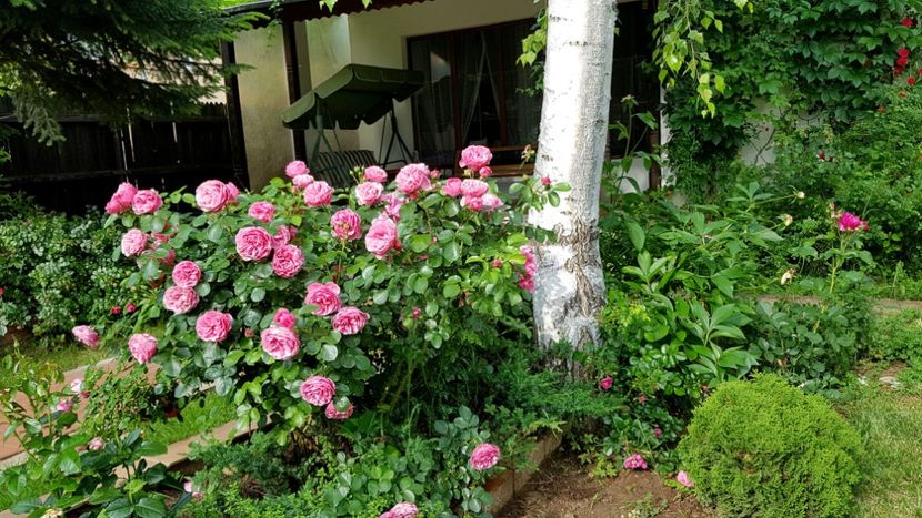  - 2019 Gradina Rozelor