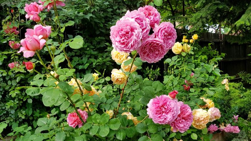  - 2019 Gradina Rozelor