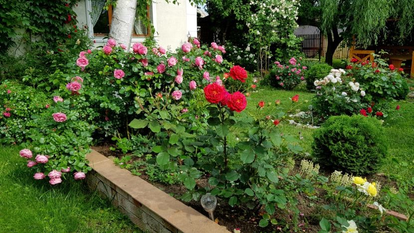  - 2019 Gradina Rozelor