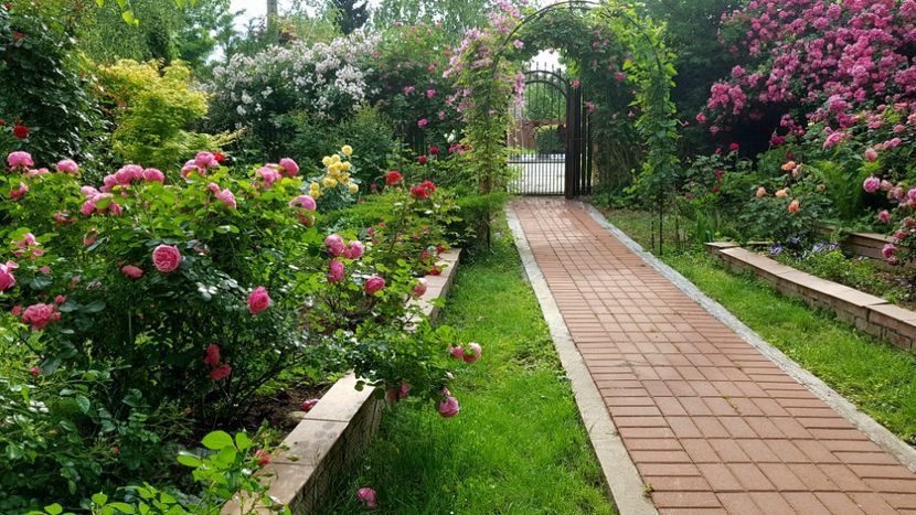  - 2019 Gradina Rozelor