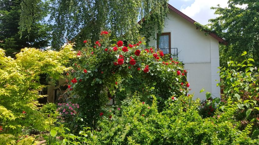  - 2019 Gradina Rozelor