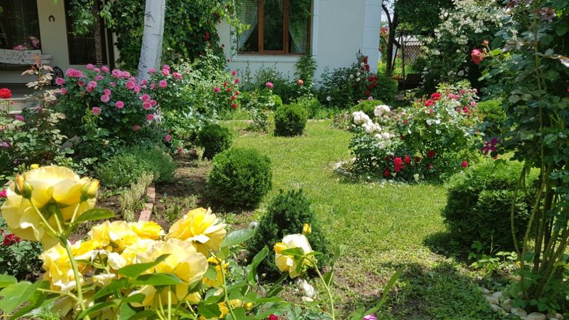  - 2019 Gradina Rozelor