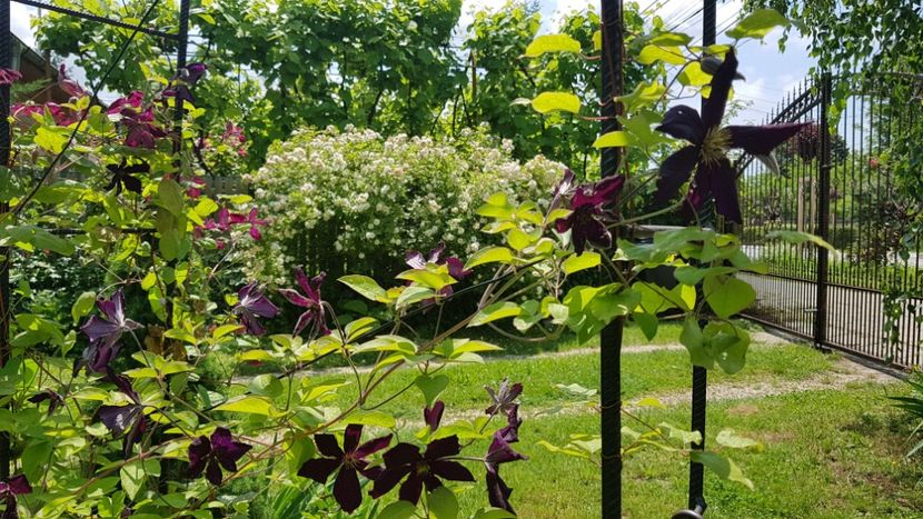  - 2019 Gradina Rozelor