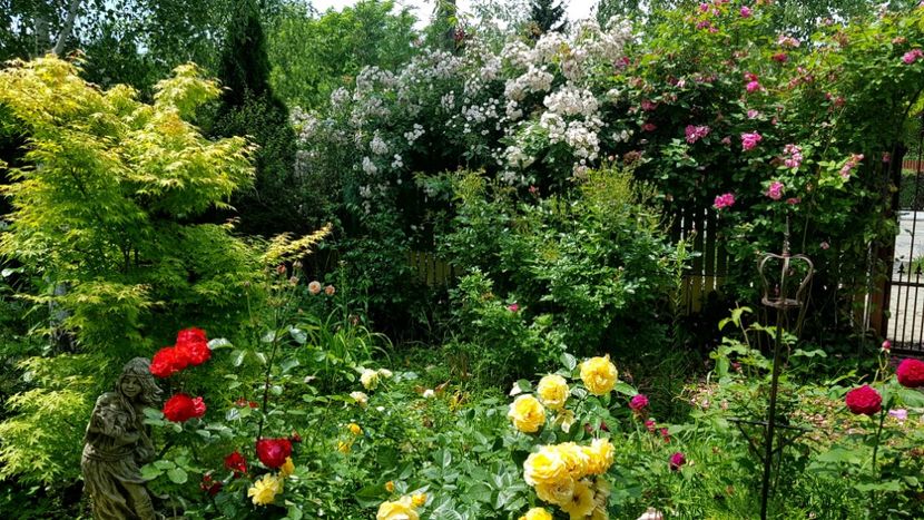  - 2019 Gradina Rozelor