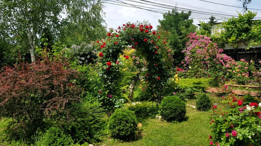  - 2019 Gradina Rozelor