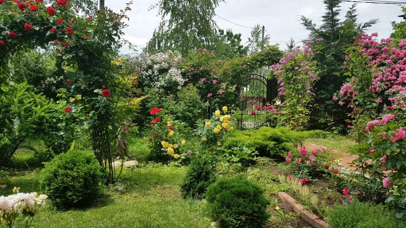  - 2019 Gradina Rozelor