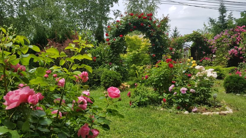  - 2019 Gradina Rozelor