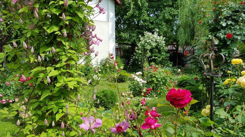  - 2019 Gradina Rozelor