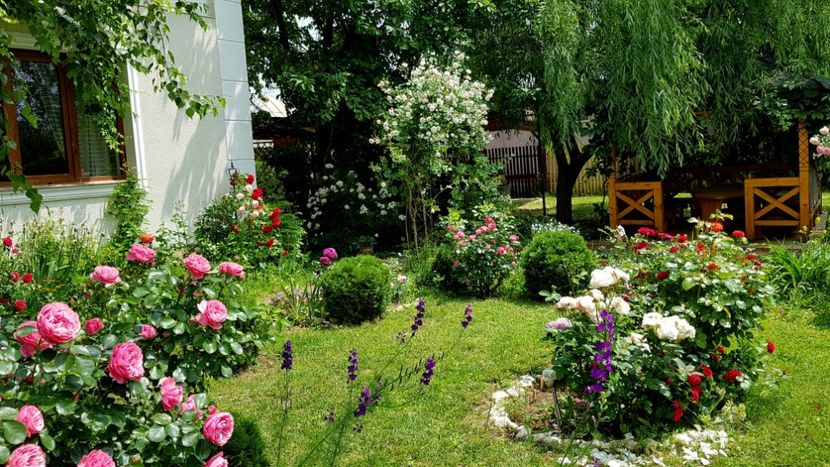  - 2019 Gradina Rozelor