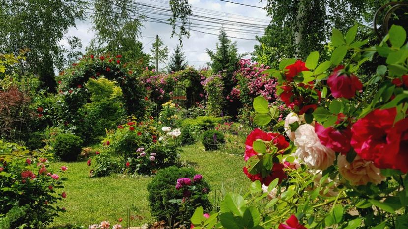  - 2019 Gradina Rozelor