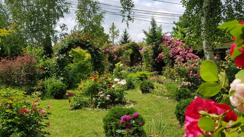  - 2019 Gradina Rozelor