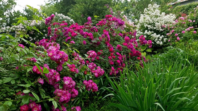 Perrenial Blue,  Gypsy Boy, Francine Austin - 2019 Iunie Idilic Garden