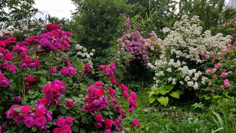 Gypsy boy si Francine Austin - 2019 Iunie Idilic Garden