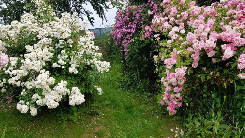 Francine Austin si Thousendschones,  veichenblau - 2019 Iunie Idilic Garden