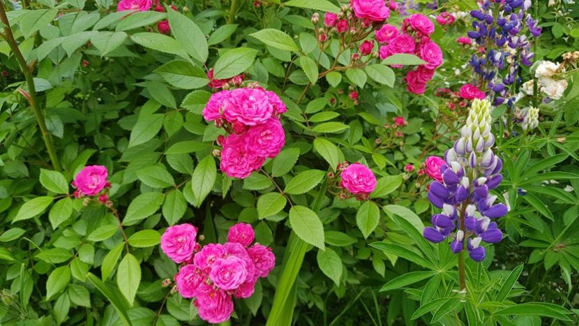 Dinky - 2019 Iunie Idilic Garden