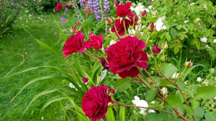 Dimov6 - 2019 Iunie Idilic Garden