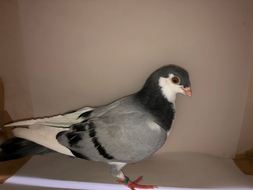 6873  mascul  2019_1 - tineret 2019