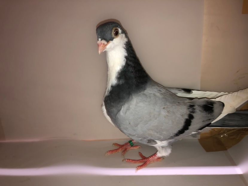 6873  mascul  2019_2 - tineret 2019