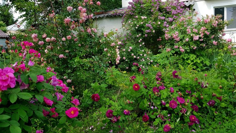  - 2019 Iunie Idilic Garden