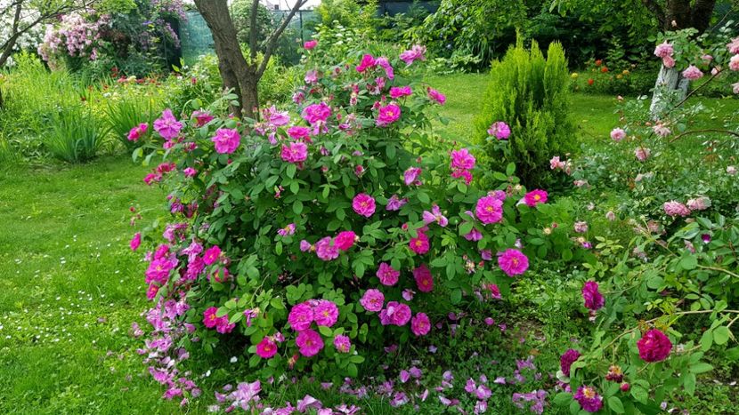 Gallica Officinalis - 2019 Iunie Idilic Garden
