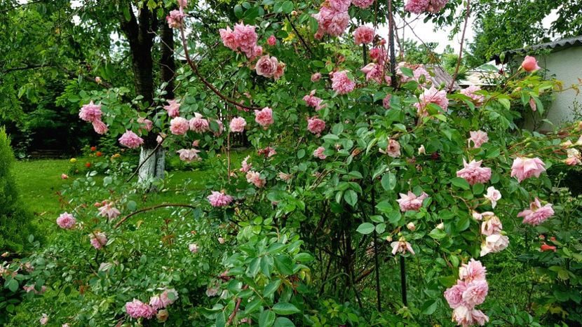 Paul Noel - 2019 Iunie Idilic Garden