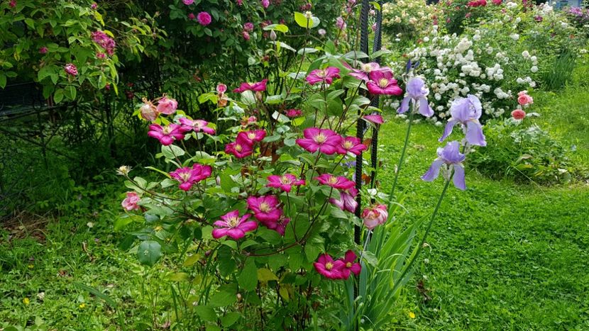  - 2019 Iunie Idilic Garden