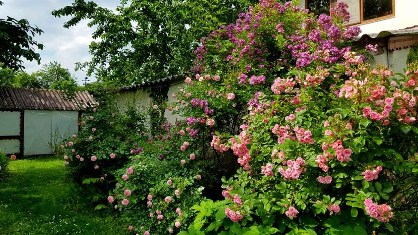 Veilchenblau si Pink Grotendoorst - 2019 Iunie Idilic Garden
