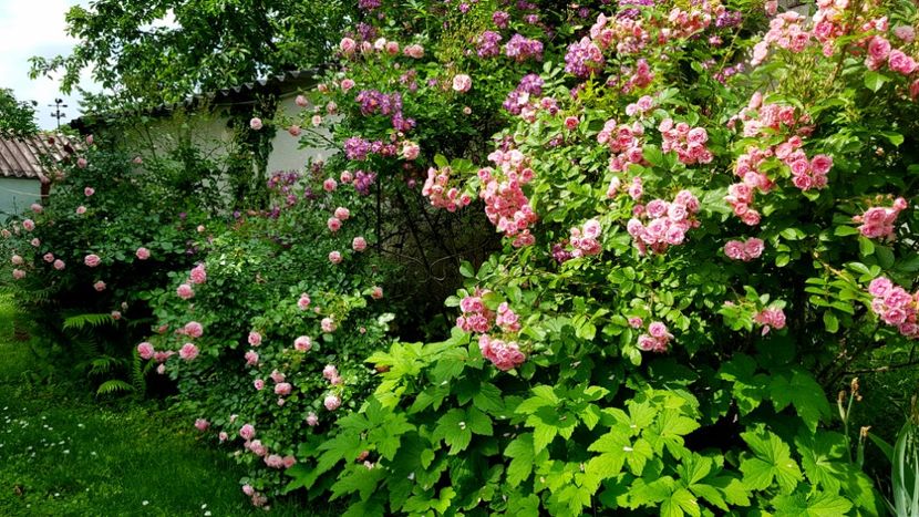 Pink Grootendorst - 2019 Iunie Idilic Garden