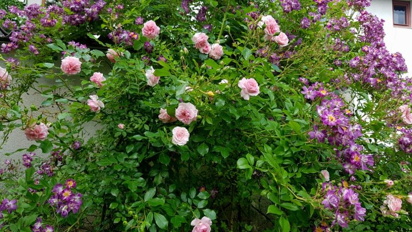 Larissa si Veilchenblau - 2019 Iunie Idilic Garden