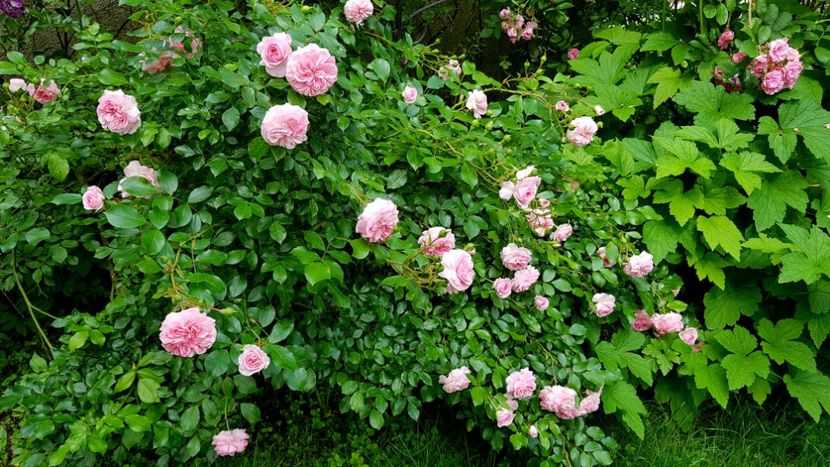 Larissa - 2019 Iunie Idilic Garden