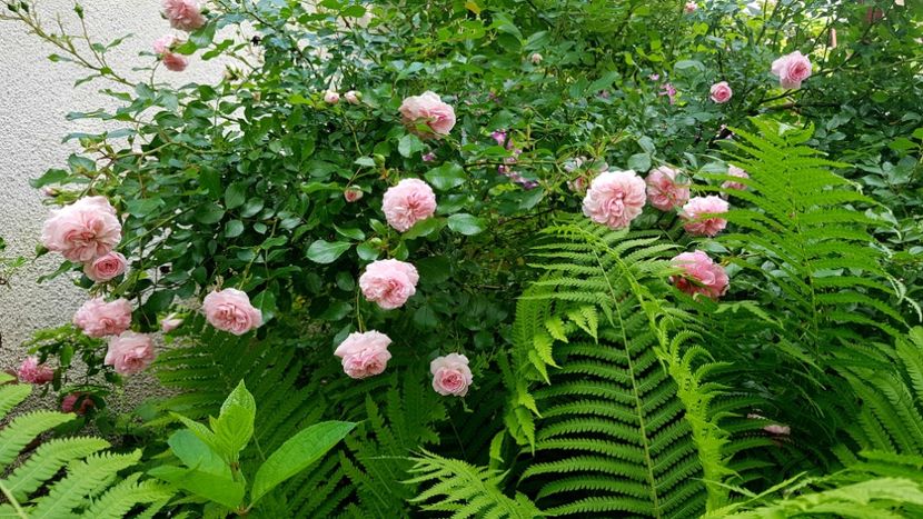 Larissa - 2019 Iunie Idilic Garden