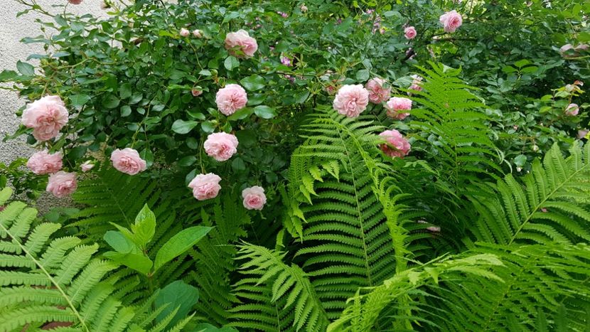 Larissa - 2019 Iunie Idilic Garden