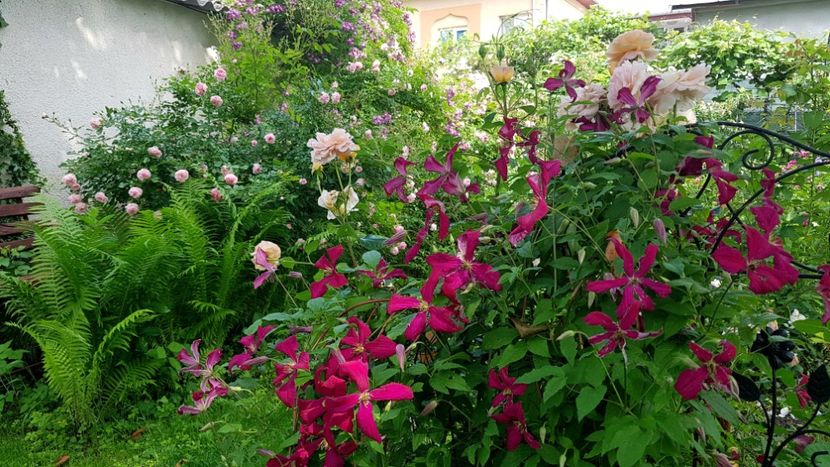  - 2019 Iunie Idilic Garden