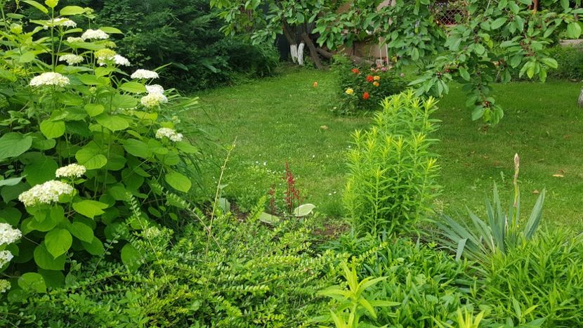  - 2019 Iunie Idilic Garden