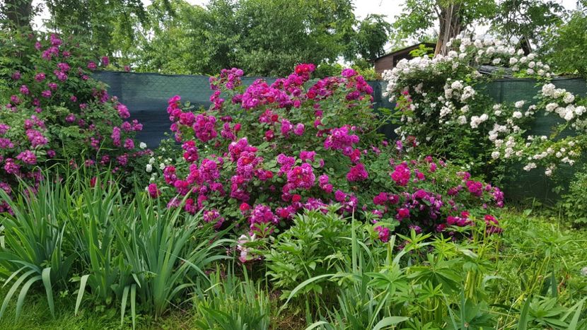 Perrenial Blue, Gypsy Boy, Perrenial Blush - 2019 Iunie Idilic Garden