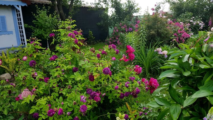 - 2019 Iunie Idilic Garden