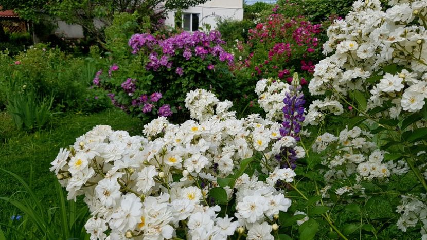 Guirlande d,Amour - 2019 Iunie Idilic Garden