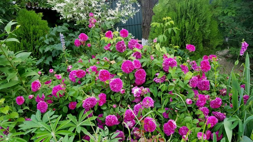 Charles de Mills - 2019 Iunie Idilic Garden