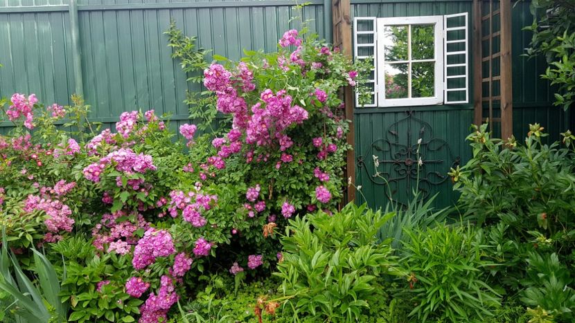  - 2019 Iunie Idilic Garden